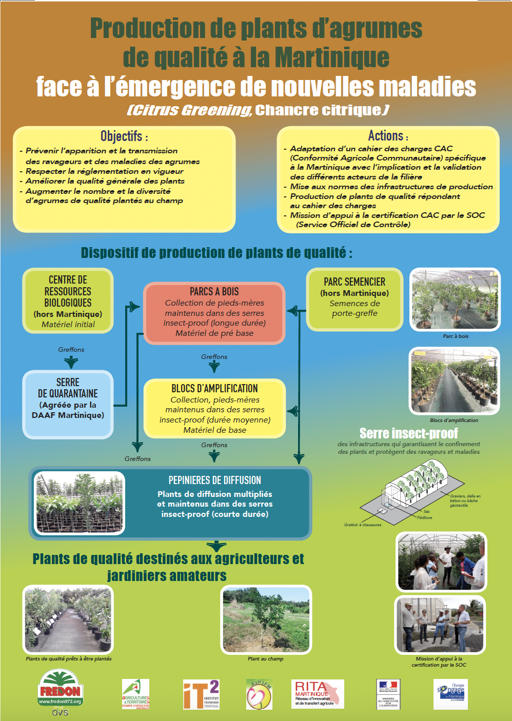 la production de plants d'agrumes de qualité en Martinique